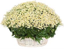 Цветочная композиция из Ромашки в корзине #REPLACE_PRED# Посёлок Комбината Стройматериалов-1