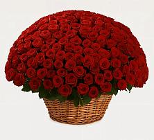 Премиум букет из: Розы в Посёлок Комбината Стройматериалов-1